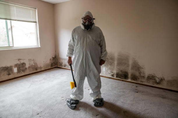 Best Commercial Mold Remediation in Ord, NE