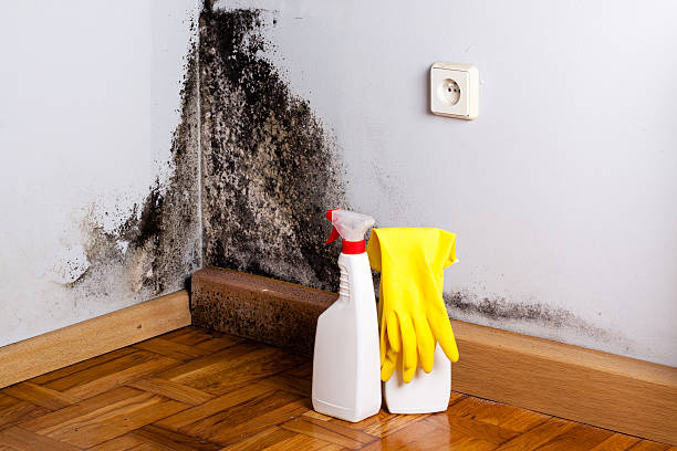 Best Preventive Mold Services in Ord, NE