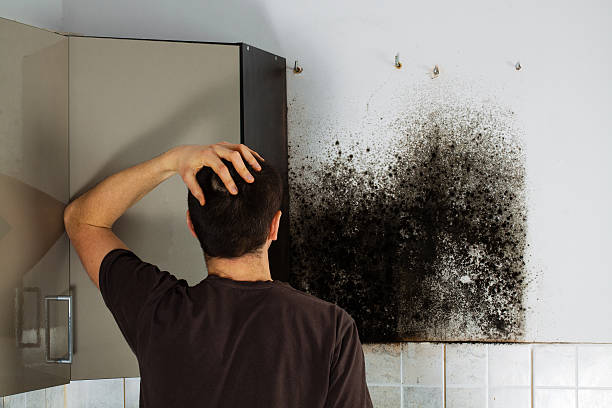 Best Bathroom Mold Remediation in Ord, NE