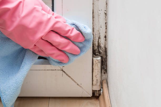 Best DIY Mold Remediation Support Services in Ord, NE