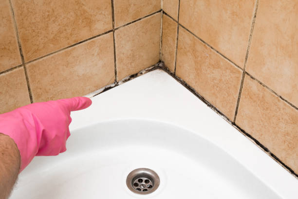 Best Commercial Mold Remediation in Ord, NE